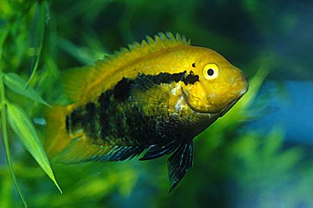 Rainbow Cichlid (Herotilapia multispinosa)