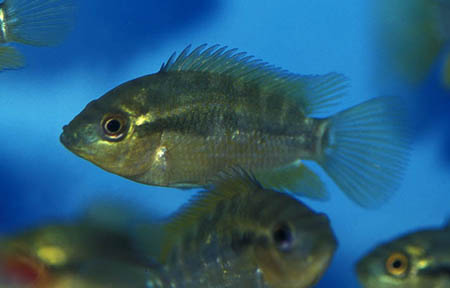 Rainbow Cichlid (Herotilapia multispinosa)