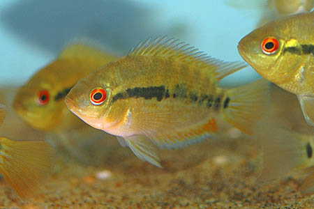 Rainbow Cichlid (Herotilapia multispinosa)