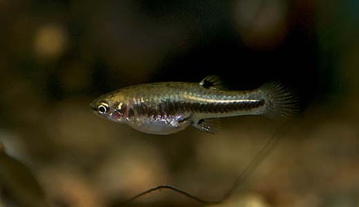 Heterandria formosa female