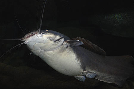 Vundu (Heterobranchus longifilis)