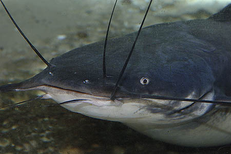 Vundu (Heterobranchus longifilis)