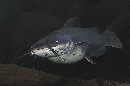 Vundu (Heterobranchus longifilis)