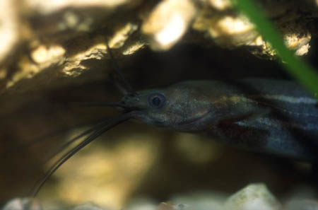Liver Catfish (Heteropneustes fossilis)