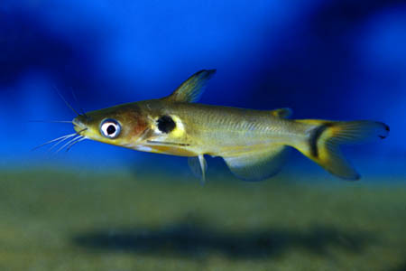 Sun Catfish (Horabagrus brachysoma)