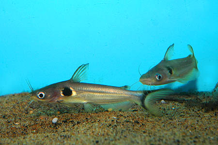 Sun Catfish (Horabagrus brachysoma)