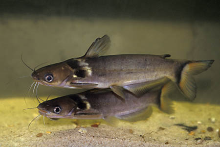 Black Collared Catfish (Horabagrus nigricollaris)