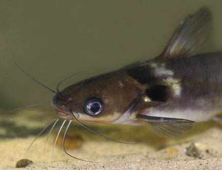 Black Collared Catfish (Horabagrus nigricollaris)