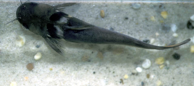 Black Collared Catfish (Horabagrus nigricollaris)