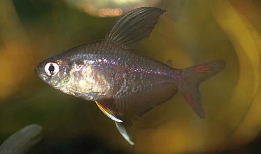 Hyphessobrycon rosaceus male