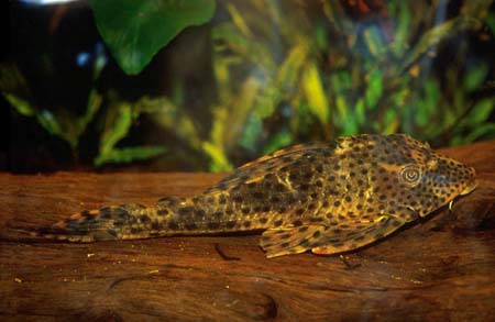 Hypostomus sp. cf. cochliodon