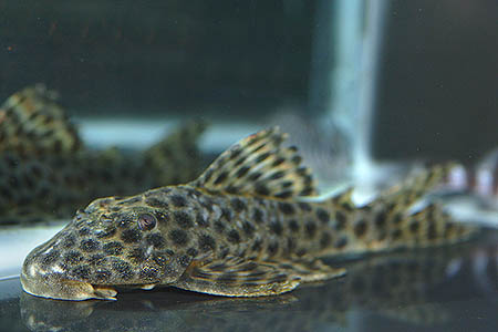 LDA10 (Hypostomus mutucae)