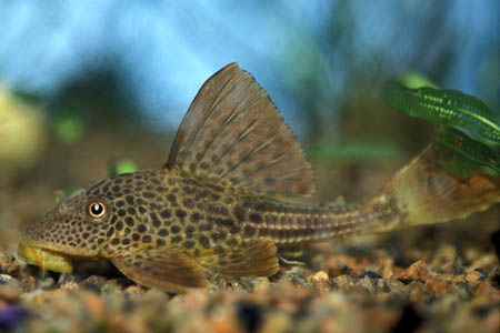 LDA42, LDA38 (Hypostomus plecostomoides)