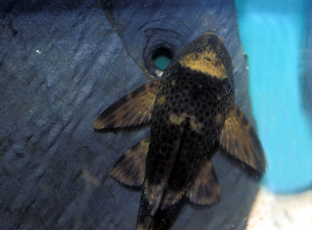 Hypostomus sp. L229