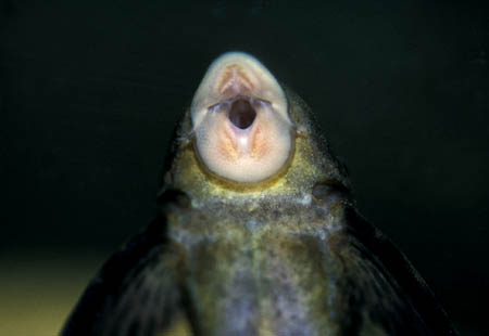 Hypostomus sp. L229