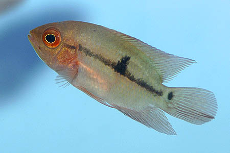 Rio Negro Chocolate Cichlid (Hypselecara coryphaenoides)