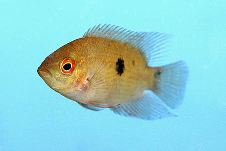 Chocolate Cichlid (Hypselecara temporalis)
