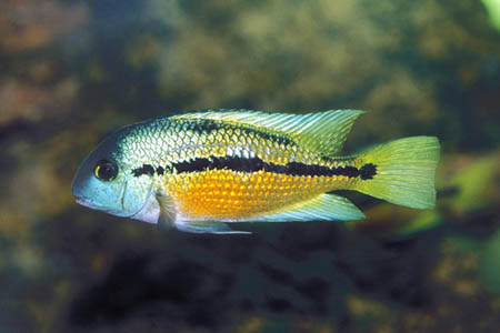 Nicaragua Cichlid (Hypsophrys nicaraguensis)