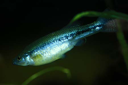 Ilyodon furcidens female