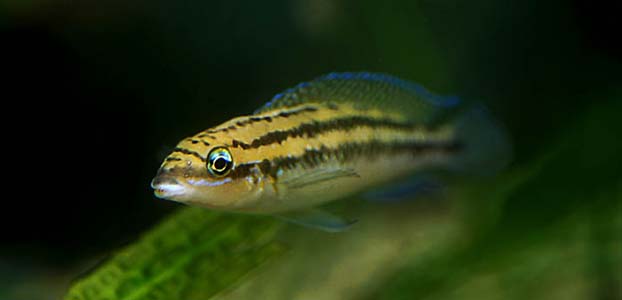 Brown Julie (Julidochromis dickfeldi)