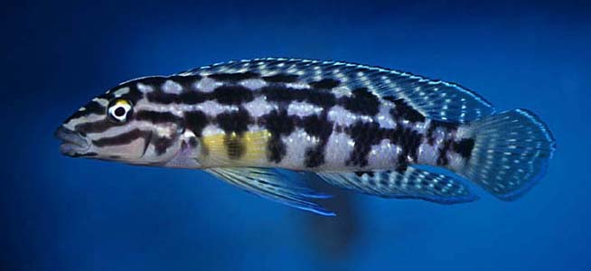 Julidochromis marlieri