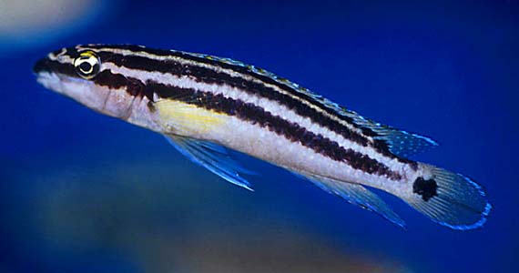 Julidochromis ornatus