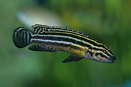 Julidochromis regani