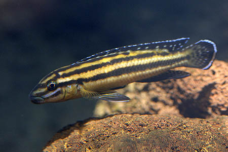 Julidochromis regani