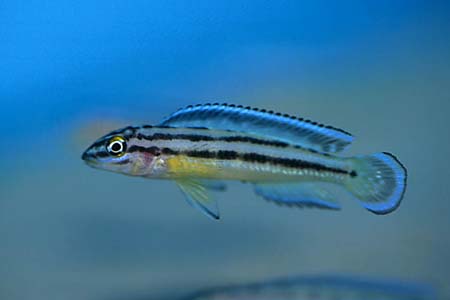 Julidochromis regani juvenile