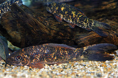 Labeo cyclorhynchus