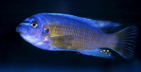 Labeotropheus fuelleborni male
