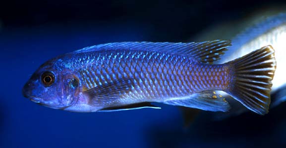 Labeotropheus trewavasae