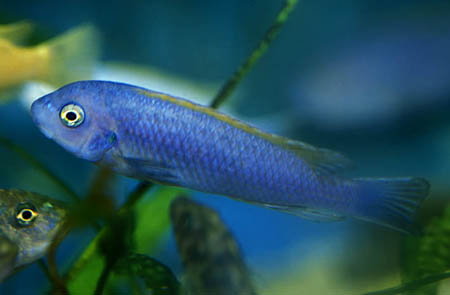 Labeotropheus trewavasae juvenile