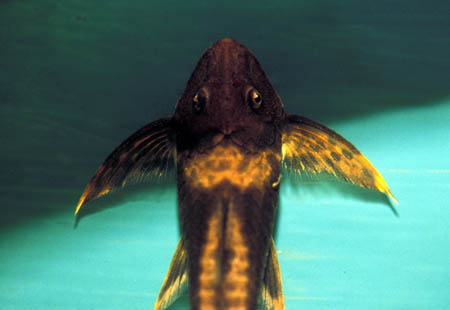 Lamontichthys llanero