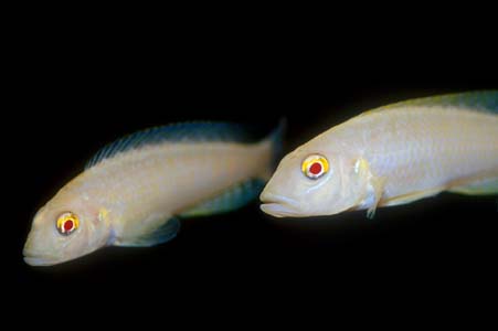 Lamprologus callipterus selectively-bred albino form
