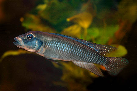 Lamprologus congoensis male