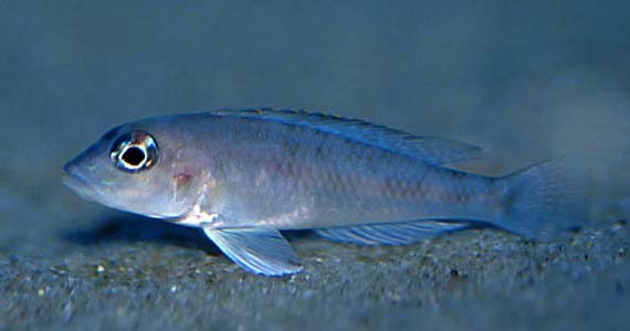 Lamprologus kungweensis