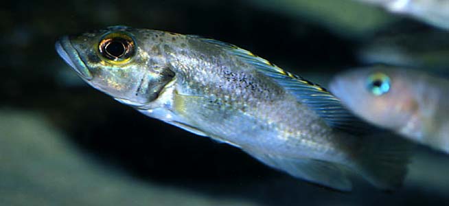 Lamprologus lemairii