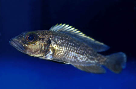 Lamprologus lemairii