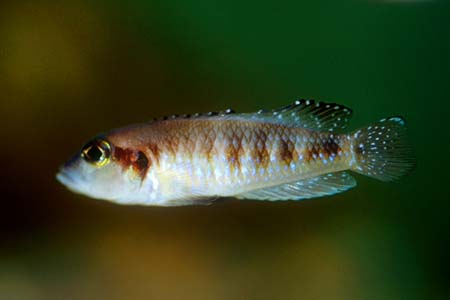 Lamprologus speciosus