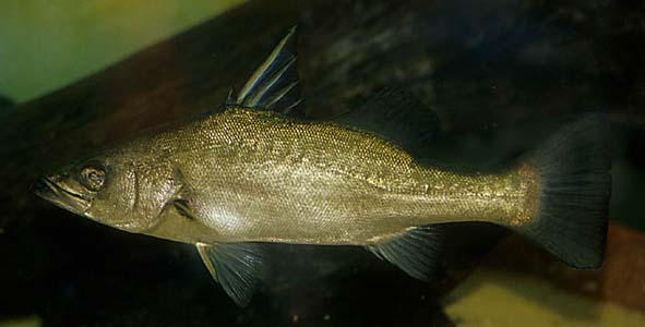 Lates angustifrons subadult
