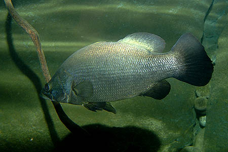 Lates niloticus adult