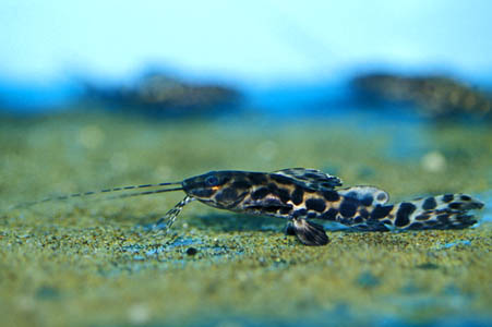 Very young specimen of Leiarius longibarbis