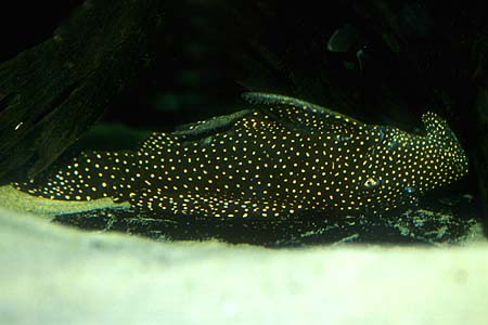 Galaxy Plec, L029 (Leporacanthicus galaxias)