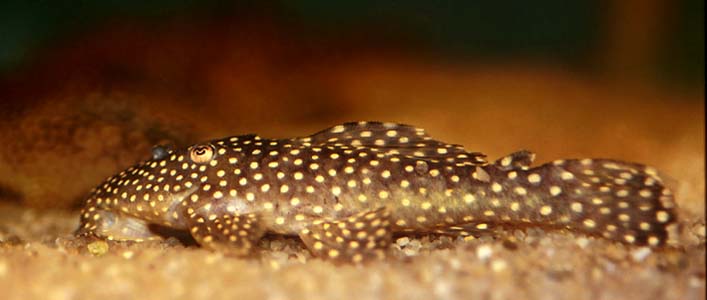 Galaxy Plec, L029 (Leporacanthicus galaxias)