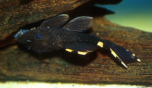Leporacanthicus triactis juvenile