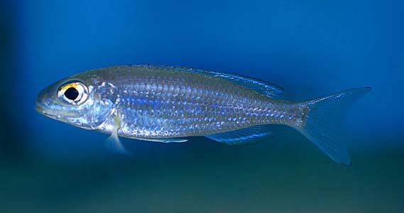 Lestradea perspicax