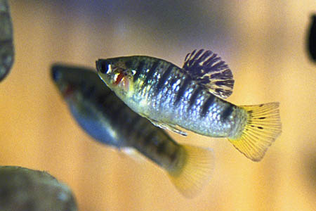 Limia nigrofasciata male