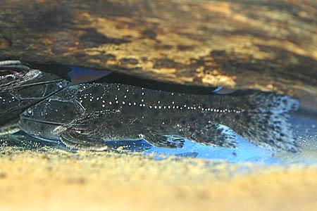 False Jaguar Catfish (Liosomadoras morrowi)
