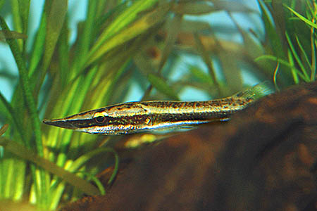 Luciocephalus pulcher